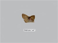 藏品(青珈波灰蝶)的圖片